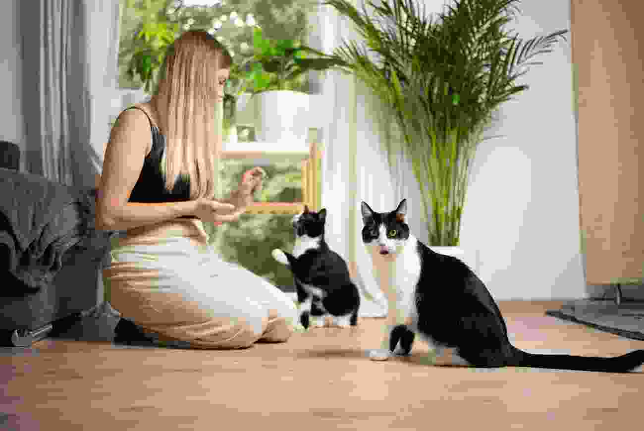Blog 5 | petxpress pet taxi