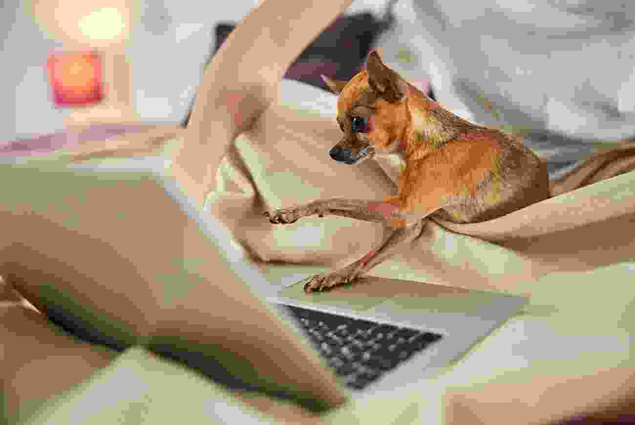 Blog 6 | petxpress pet taxi