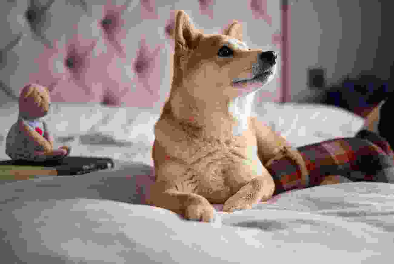 Simple interior design ideas for animals 1 Blog 8 | petxpress pet taxi