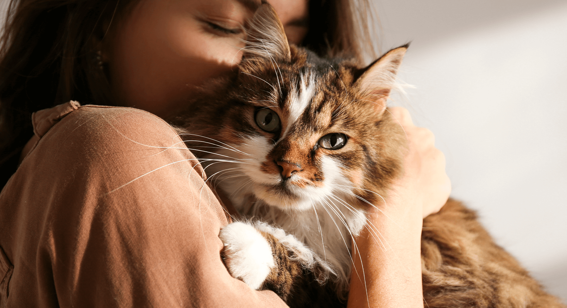 Pty Image Overlay bg 1 | petxpress pet taxi