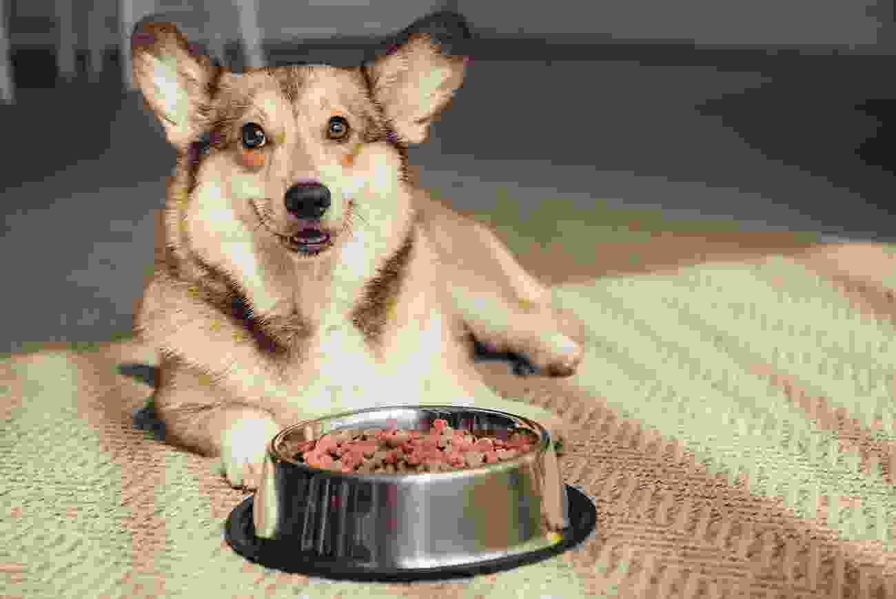 Blog 2 | petxpress pet taxi