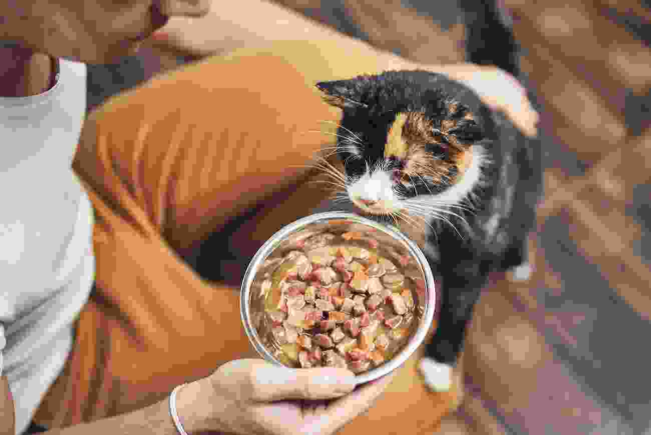 Blog 3 | petxpress pet taxi