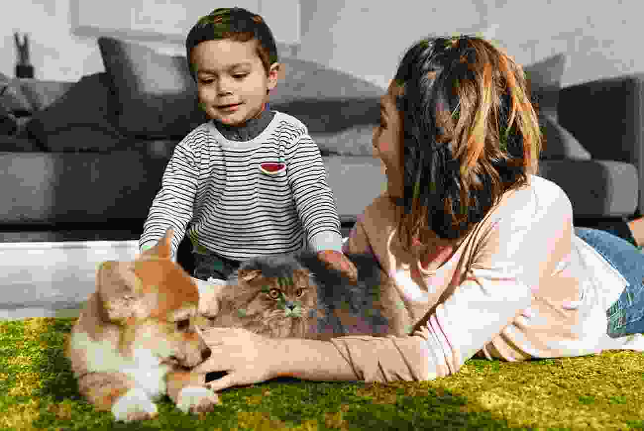 blog 2 1 | petxpress pet taxi