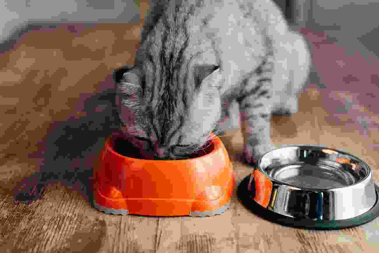 blog 3 1 | petxpress pet taxi