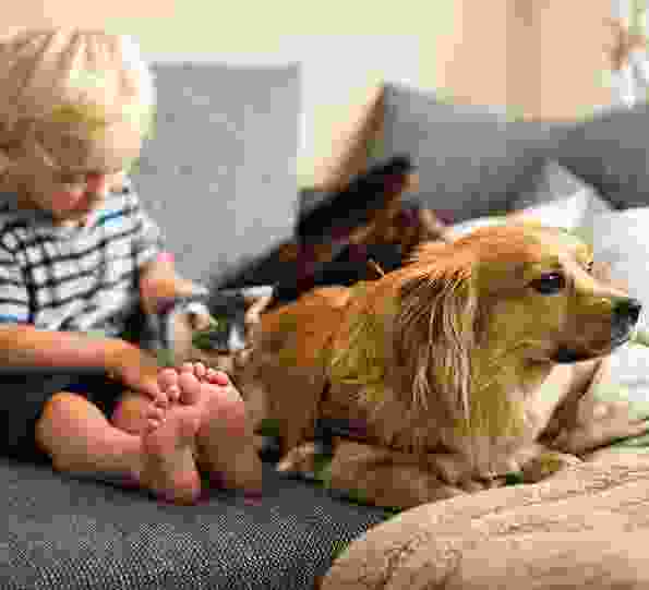 service instagram 1 | petxpress pet taxi