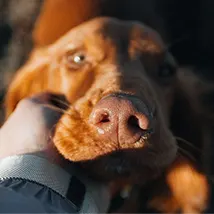 Petxpress Pet Taxi About Us | petxpress pet taxi