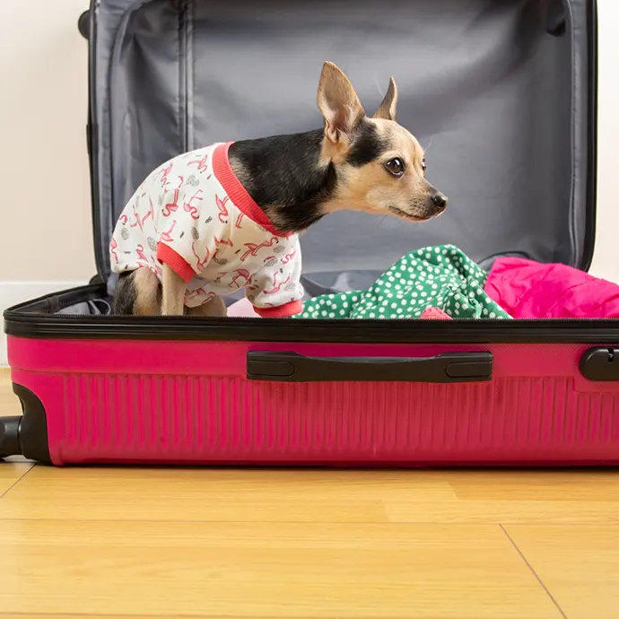 Petxpress Pet Taxi Aerodromio | petxpress pet taxi