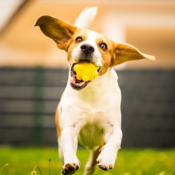 Petxpress Pet Taxi Diagonismoi 2 | petxpress pet taxi