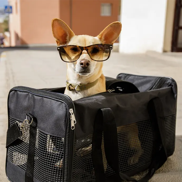 Petxpress Pet Taxi Diakopes | petxpress pet taxi