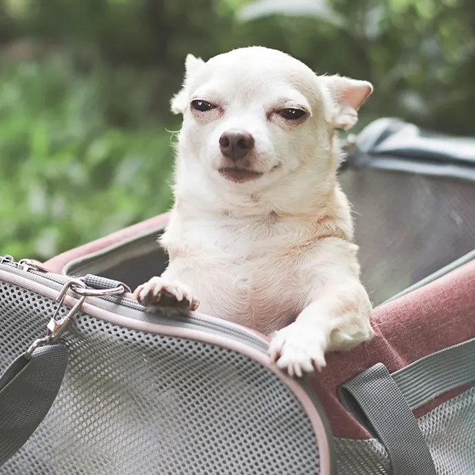 Petxpress Pet Taxi Eidikes Apostoles | petxpress pet taxi