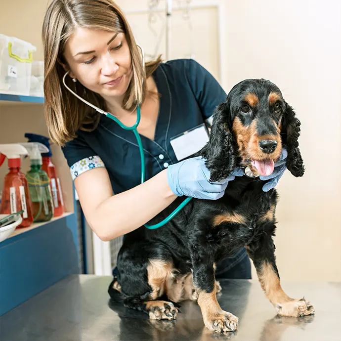 Petxpress Pet Taxi Ktiniatros | petxpress pet taxi