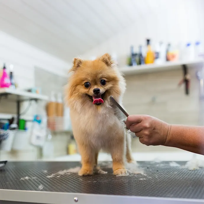 Petxpress Pet Taxi Pet Grooming | petxpress pet taxi