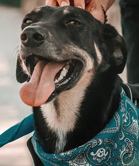 Petxpress Pet Taxi Service img 1 | petxpress pet taxi