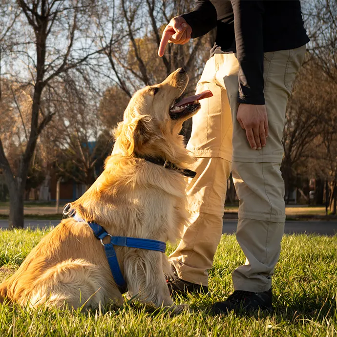 Petxpress Pet Taxi Training | petxpress pet taxi