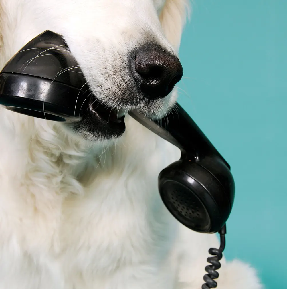 Petxpress Pet Taxi contact img 3 | petxpress pet taxi