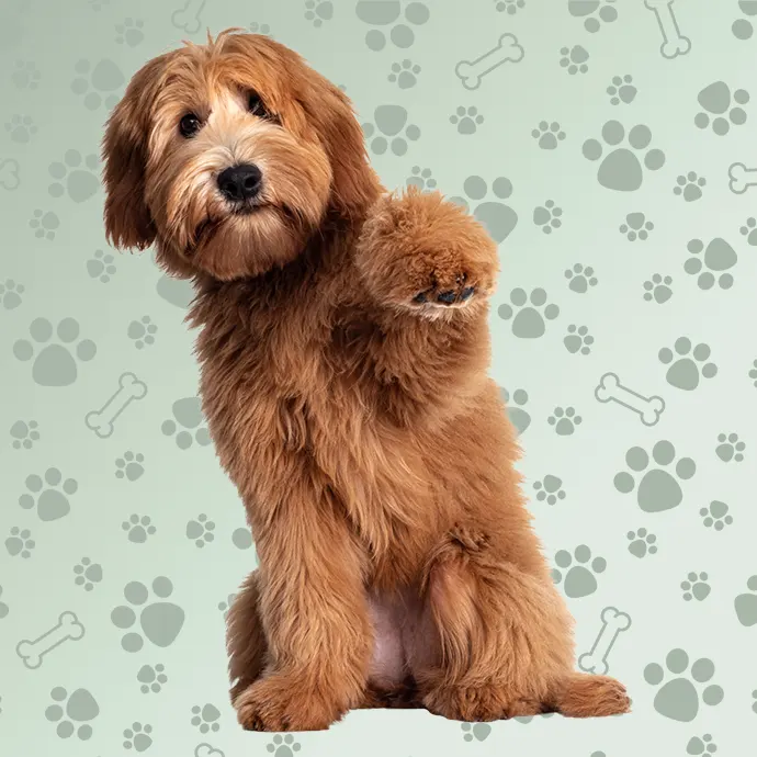 Petxpress Pet Taxi faq img | petxpress pet taxi